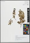 Foto von Salix alpina Scop.